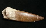 Large Fossil Plesiosaur Tooth #8664-1